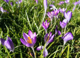 Crocuses