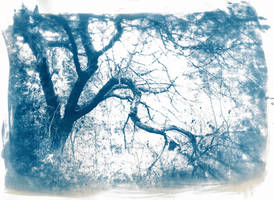 Cyanotype 1