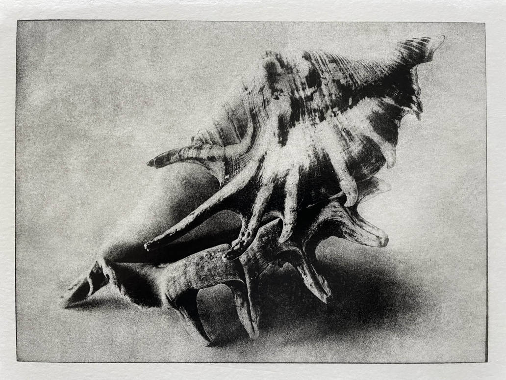 Shells by Viszoczky on DeviantArt