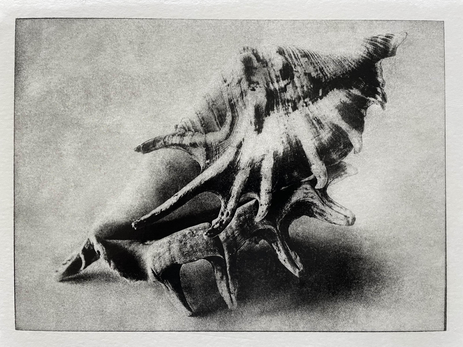 Shells by Viszoczky on DeviantArt