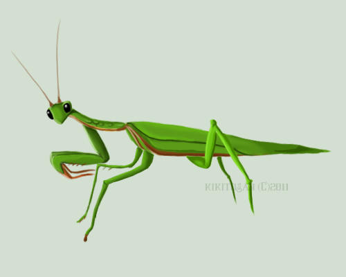 Praying Mantis Commission by KikitoSan on DeviantArt