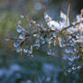 Frost and dew 2