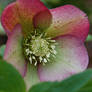 Hellebore