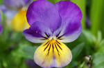 Pansy macro by Mararda