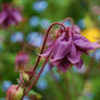 Purple Aquilegia