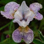 Jewelled Iris