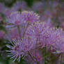 Thalictrum aquilegifolium