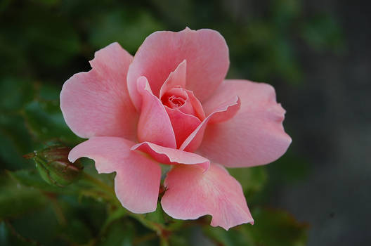 Rose of Sorrento