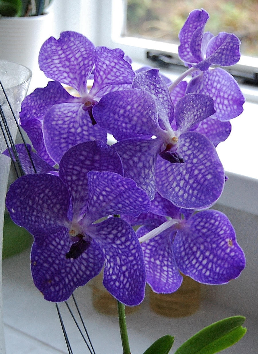 Vanda Orchid Blue Magic