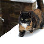 Emily's Snow Experience