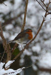 Winter Robin by Mararda