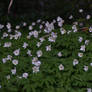 Wood Anemones