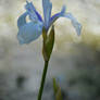 Water Iris