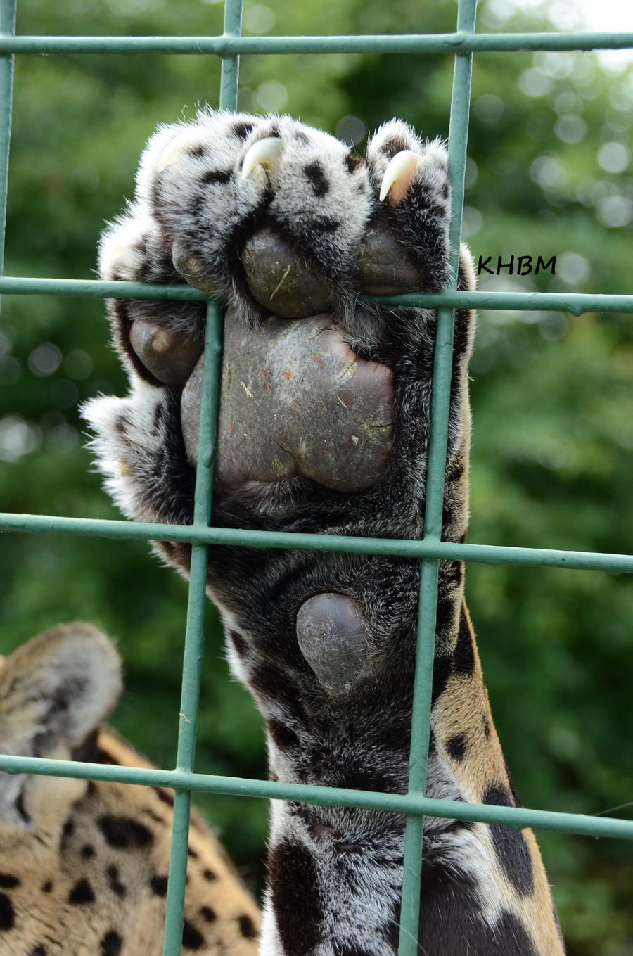 Claws Against Bars