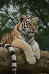 Amur Tiger Cub