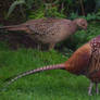 Mr and Mrs Pheasant