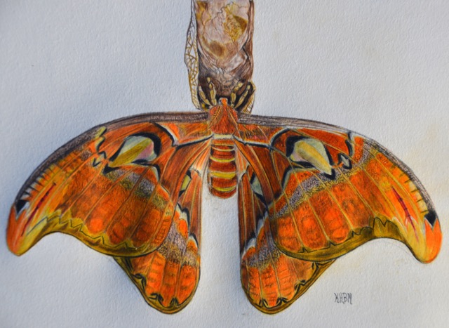 Giant Atlas moth