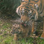 Tigress and Cub