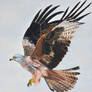 Red Kite In Flight