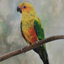 Sun Parakeet