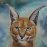 Caracal