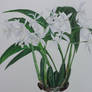 Coelogyne ochracea var. alba 'Burnham' AM/RHS