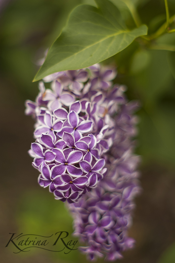 Lilacs for Trisha