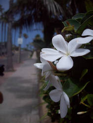 White Beach Flower