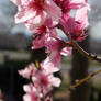 Peach blossoms