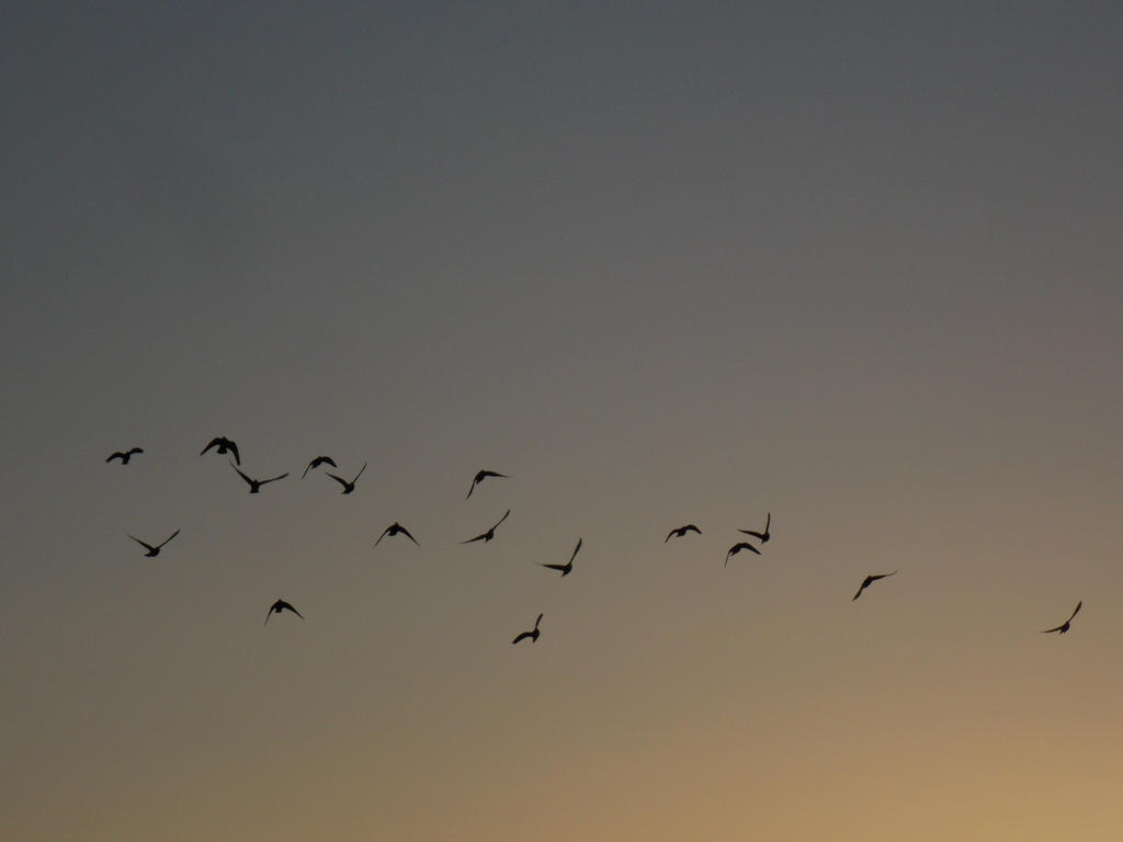 sunset birds