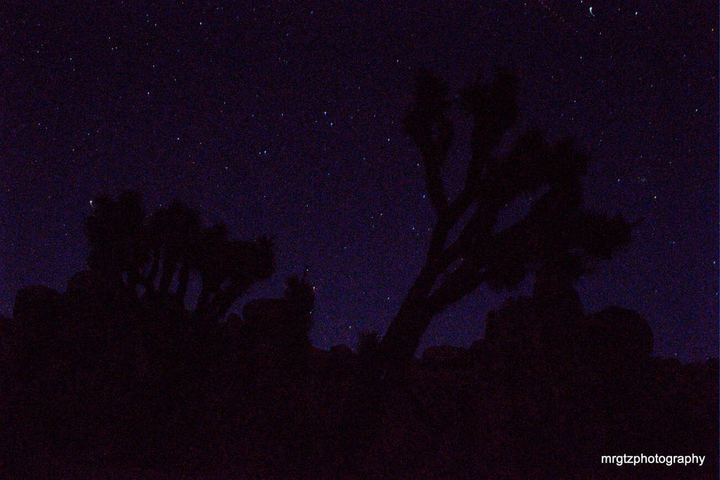 Joshua tree national park