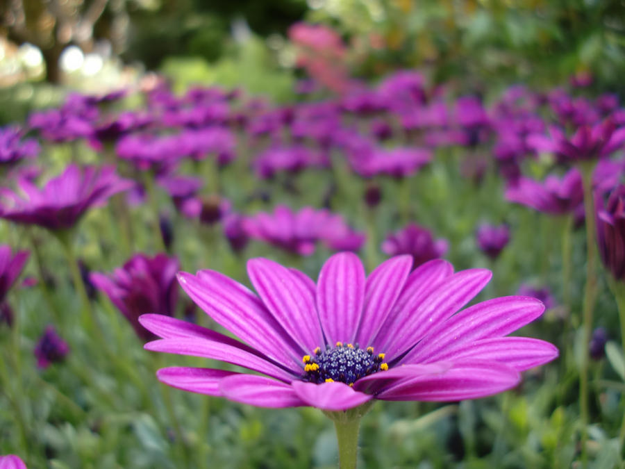 flower field