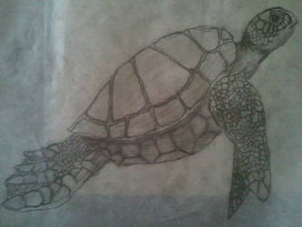 seaturtle