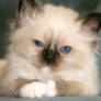 cute seal point birman kitten