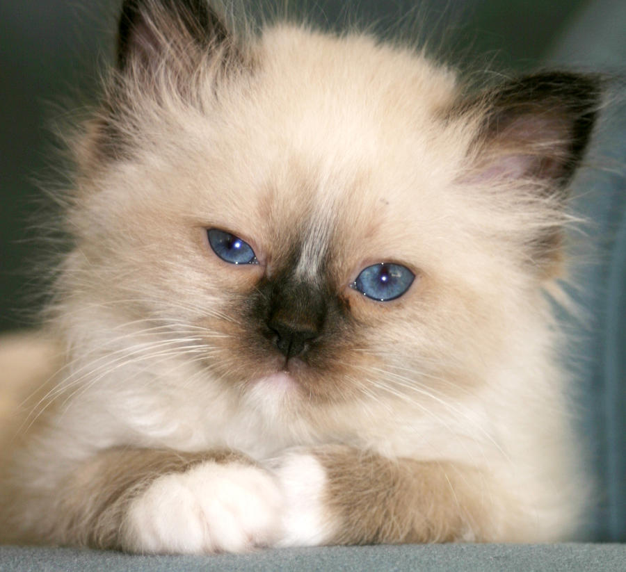 cute seal point birman kitten