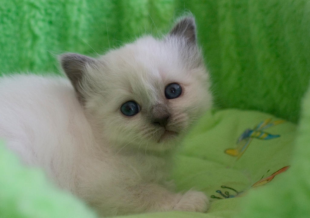 Green Birman kitty