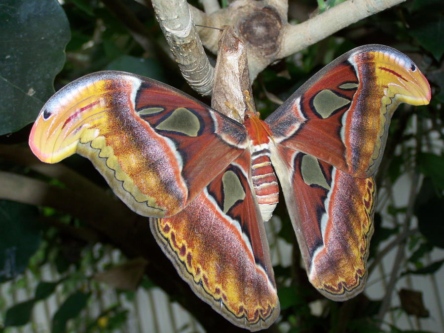 Bot Moth the beauty of a moth by ditistomzelf on DeviantArt
