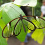 see-through butterfly