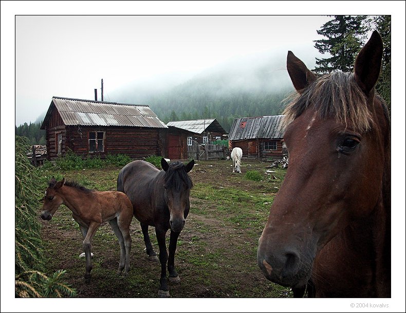 Siberian morning