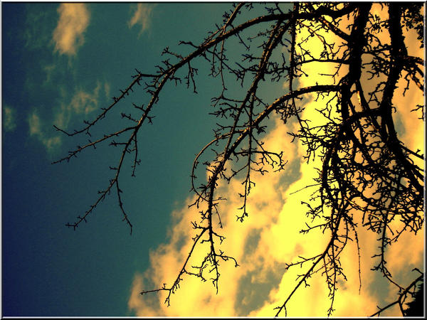 Wonder Tree by 2PaperDreams on DeviantArt