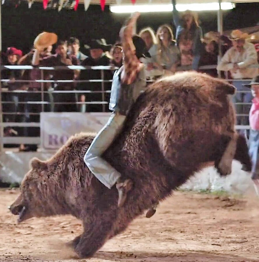 Bear Rodeo Bear Rodeo 3 by Kirito210 on DeviantArt