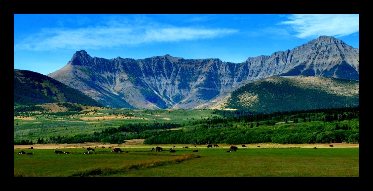 Cows and Mountains