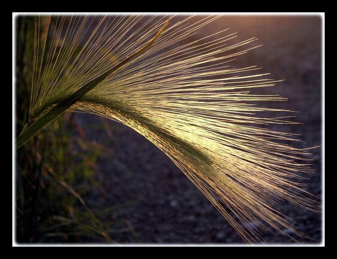 Color Version Horsetail