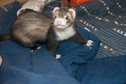 Damon The Ferret