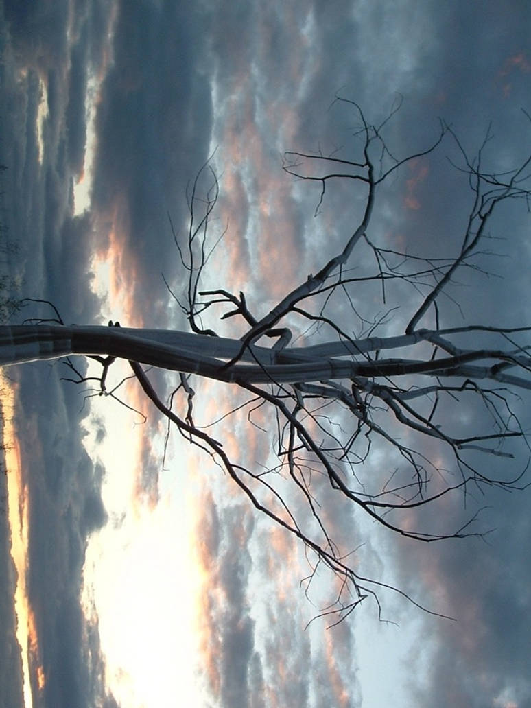 Isn't Tree The tree that isnt by wipunkrocker on DeviantArt