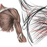 ANATOMY - Shoulder and Bicep Muscles