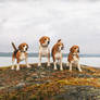 Beagles