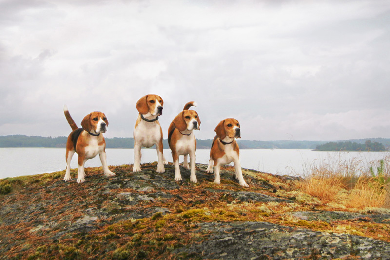 Beagles