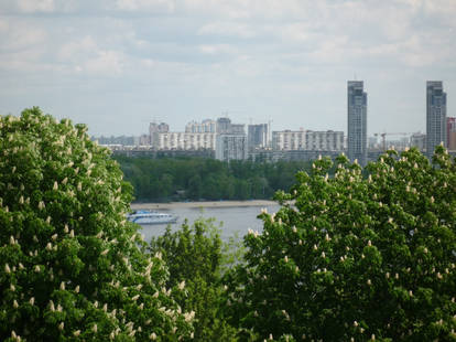 Chestnut trees