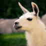 llama